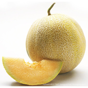 HSM13 Erding round golden yellow F1 hybrid sweet melon seeds